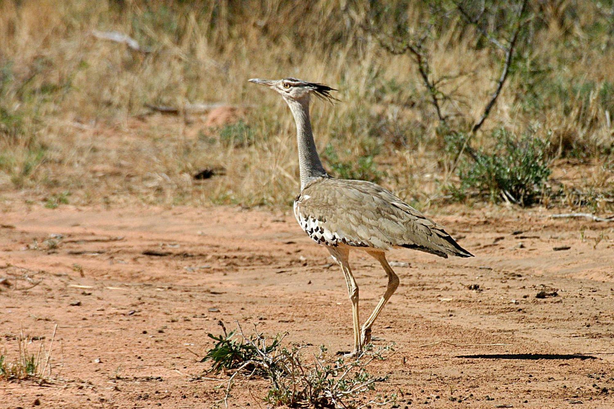 Вілла Waterberg Wilderness - One Namibia Номер фото